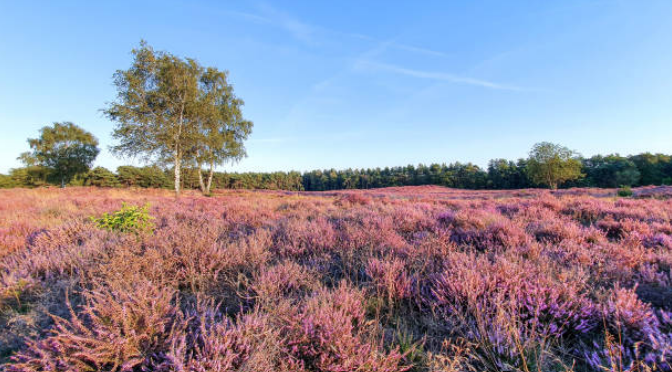 Natuurwerkdag Waterwingebied Wezepsche heide 7 November